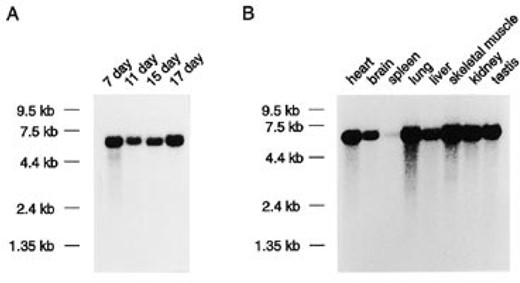 Developmental and tissue-specific expression of Dag1. Northern blot analysis of dystroglycan mRNA expression in whole mouse embryos collected between E7 and E17 (A) and in selected adult mouse tissues (B). A single 5.8 kb dystroglycan mRNA is apparent at each developmental stage and in each tissue analyzed.