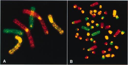 Conventional three color painting of metaphase spreads produced from Indian (A) and Chinese muntjacs (B) (kindly provided by Fengtang Yang, Cambridge, UK). Chromosome-specific painting probes were generated by flow sorting of a female Indian muntjac cell line, labeled by DOP-PCR and hybridized back onto Indian muntjac metaphase chromosomes (A: red signal, chromosome 1; green signal, chromosome 2; yellow signal, chromosomes 3; X and cross-hybridization signals of repetitive sequences to centromeres of most muntjac chromosomes). The 46 chromosomes of the Chinese muntjac (B) were painted entirely using the probes described above (with the exception of the Y chromosome). Therefore, the evolutionary changes between Chinese and Indian muntjacs could be described as the result of tandem and centromeric fusions and reciprocal translocations (84).