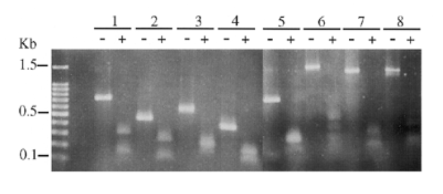 BstUI analysis of CpG island clones. An insert from each clone was amplified by colony PCR and digested with BstUI. The digested (+) and undigested (-) insert DNA samples were separated on 1.5% agarose gels and stained with ethidium bromide. Based on the sizes of the digested fragments, clones containing ≥2 BstUI sites were selected further for analysis by DMH (see further description in the text). Molecular weight markers (100 bp ladder; Promega, Madison, WI) are shown on the left.