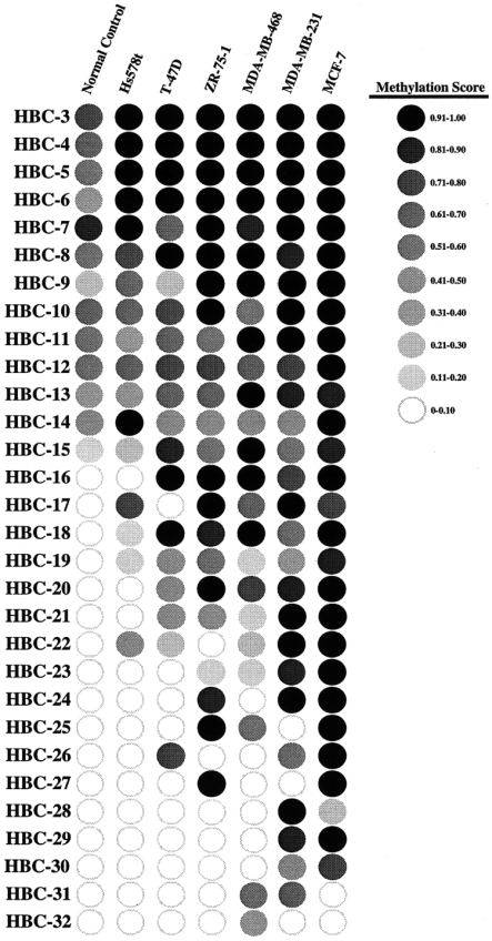 Methylation pattern analysis of 30 CpG island loci in breast cancer cell lines. Gray scales shown on the right represent methylation scores of the 30 CpG island loci analyzed by Southern analysis (see examples in Fig. 6). The breast cancer cell lines indicated were arranged from left to right according to their increased methylation abilities (i.e. the percentage of hypermethylated loci). The normal control is shown on the far left. Thirty CpG island loci (HBC-3 to-32) are listed from top to bottom according to their increased methylation scores derived from these cell lines.