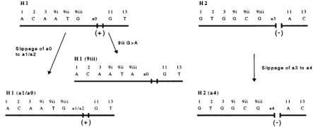 人类τ单倍型。各种人类tau基因单倍型发育的示意图。祖先单倍型H1和H2会因随后的突变事件（二核苷酸多态性的滑移和外显子9iii多态性的出现）而改变，但不会因重组而改变。本研究中所分型的SNP显示在tau基因沿线的点上，并显示了每个单倍型中的核苷酸。外显子9和10之间的238bp缺失显示为H2单倍型中的基因断裂。该区域的存在或不存在分别用（+）或（−）表示。