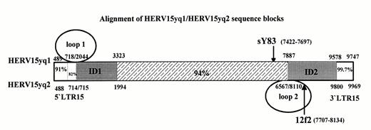 Figure 2. Schematic drawing of the alignment of the HERV15yq1 and HERV15yq2 sequences points to the presence of two identical sequence domains (ID1 with 1278 nucleotides and ID2 with 1690 nucleotides) after looping out the HERV15 segment deleted in HERV15yq2 (loop1 with 1328 nucleotides) and the L1PA4 element inserted in HERV15yq2 (loop 2 with 1543 nucleotides). HERV15yq1 sequence positions are given above the aligned block, HERV15yq2 sequence positions are given below the block. Sequence positions of the DYS11 marker sY83, only present in HERV15yq1, and marker 12f2, only present in HERV15yq2, are indicated. The percentage of sequence identities between HERV15yq1 and HERV15yq2 outside the ID segments are indicated separately for the 5′ LTR and 3′ LTR and the intervening sequence region in the middle of the block.
