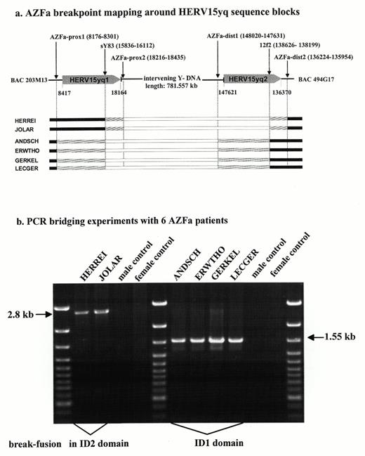 Figure 3. AZFa breakpoint mapping around HERV15yq1 and HERV15yq2 sequence blocks (a) inside the blocks by PCR bridging experiments (b) in six AZFa patients. Two different break–fusion sites in the recombined HERV15yq1/HERV15yq2 blocks of the six AZFa patients were established. The Y chromosome of HERREI and JOLAR broke and fused in the ID2 domain, the Y chromosome of ANDSCH, ERWTHO, GERKEL and LECGER broke and fused in the ID1 domain. Primers used for bridging the AZFa breakpoints in ID1 were 203BP-7 and 494BP-4 (i.e. STS: AZFa-ID1), in ID2 sY83L and AZFa-dist2-rev (i.e. STS: AZFa-ID2) were used (Table 1).