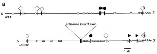 Figure 5. (a) Predicted protein sequence of DISC1 translated from the first ATG. Light underlining, alternatively spliced amino acids; bold underlining, stretches with coiled-coil forming potential; light shaded box, putative globular domain(s); vertical line, position of the translocation breakpoint. (b) Feature-based comparison of DISC2 and NTT transcripts. Simple repeat and interspersed repeat features were annotated based on RepeatMasker (http://ftp.genome.washington.edu/cgi-bin/RepeatMasker ) analysis of each transcript. The direct repeat features were identified using Dotmatrix anaysis (30). Both transcripts and the annotated features are drawn to scale. The tetranucleotide repeat of DISC2 is (TGGA)n and of NTT is (TAGA)n. Although both transcripts possess comparable features, the linear organization of those elements is not highly similar. Open circle, tetranucleotide repeat; open diamond, AT- or GT-rich low complexity region; closed circle, polypurine tract; closed triangle, transcript-specific repeat element; vertical arrow, utilized poly(A) consensus; shaded box, LINE; open box, SINE; closed box, annotated feature.