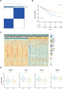 Clustering colorectal cancer samples based on pericytes gene expression. (A...