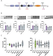 CC2D1A missense variants do not affect protein stability and cell death. (A...