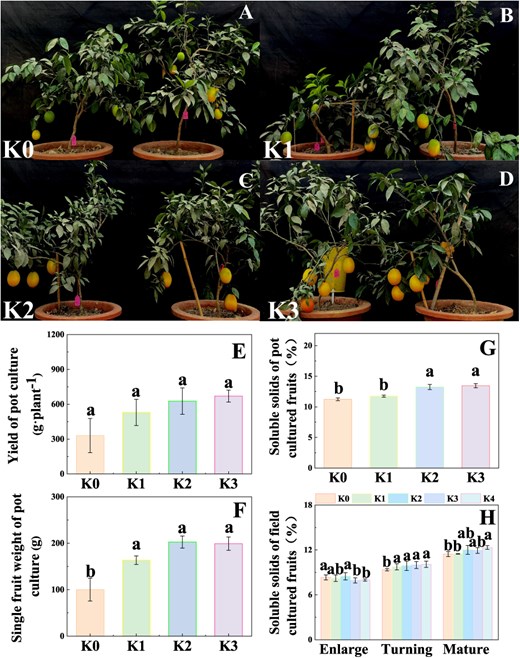 Effects of K fertilizer on fruit yield and quality in Newhall navel orange. A–D Pot culture. E Yield of pot culture. F Single fruit weight of pot culture. G Soluble solids of pot-cultured fruits. K0, K1, K2, and K3 indicate that the citrus plants were cultivated with K fertilizer levels of 0, 0.20, 0.40, and 0.60 g K2O kg−1 soil under pot culture. H Field culture, soluble solids of field cultured fruits. K0, K1, K2, K3, and K4 indicate that the citrus plants were cultivated in different K fertilizer levels of 0, 0.25, 0.5, 0.75, 0.9 kg K2O per plant under field culture. Data and error bars are mean ± standard error (n = 4), and different lowercase letters represent significant differences among K treatments at the same stage by Duncan’s test (P < 0.05).