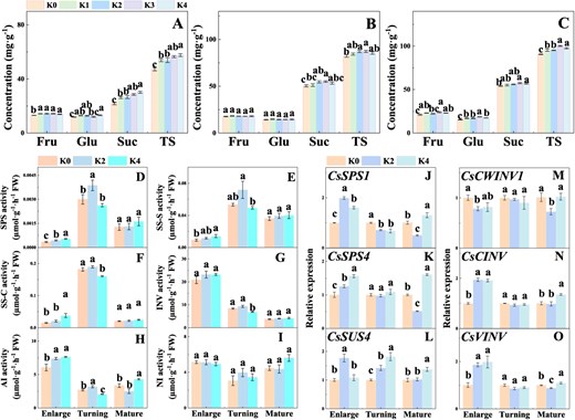 Effects of K fertilizer on soluble sugar concentrations and Suc metabolism in Newhall navel orange fruit. A Enlargement stage. B Color turning stage. C Mature stage. Fru, Glu, Suc, and TS represent sucrose, fructose, glucose, sucrose, and total sugars, respectively. D Sucrose phosphate synthase (SPS). E Sucrose synthetase synthesis (SS-S). F Sucrose synthetase cleavage (SS-C). G Invertase (INV). H Acid invertase (AI). I Neutral invertase (NI). J–O Expression of Suc-metabolizing enzyme genes. K0, K1, K2, K3, and K4 indicate that the citrus plants were cultivated with K fertilizer levels of 0, 0.25, 0.5, 0.75, 0.9 kg K2O per plant under field culture. Data and error bars are mean ± standard error (n = 4), and different lowercase letters represent significant differences among K treatments at the same stage by Duncan’s test (P < 0.05).
