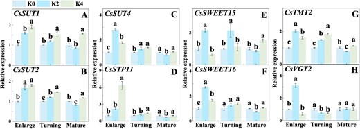 Effects of K fertilizer on the expressions of sugar transporters in Newhall navel orange fruit. K0, K2, and K4 indicate that the citrus plants were cultivated with K fertilizer levels of 0, 0.5, and 0.9 kg K2O per plant under field culture. Data and error bars are mean ± standard error (n = 4), and different lowercase letters represent significant differences among K treatments at the same stage by Duncan’s test (P < 0.05).