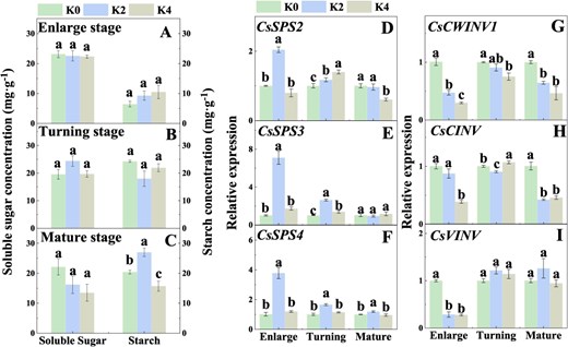 Effects of K fertilizer on the concentrations of soluble sugar and starch and the expression levels of Suc-metabolizing enzyme genes in Newhall orange leaf. K0, K1, K2, K3, and K4 indicate that the plants were cultivated with K fertilizer levels of 0, 0.25, 0.5, 0.75, and 0.9 kg K2O per plant under field culture. Data and error bars are mean ± standard error (n = 4), and different lowercase letters represent significant differences among K treatments at the same stage by Duncan’s test (P < 0.05).