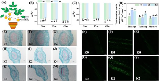 Effects of K fertilizer on carbon flow by phloem transport in Newhall orange leaf to fruit. K0, K2, and K4 indicate that the citrus plants were cultivated with K fertilizer levels of 0, 0.5, and 0.9 kg K2O per plant under field culture. A 13C-NaHCO3 labeling experimental model. B, C 13C-Sugar components in fruit: enlargement stage (B); color turning stage (C). D Total cross-sectional area of vascular bundle of leaf vein. E–M Cross-sections of vascular bundles of leaf veins: enlargement stage (E–G); color turning stage (H–J); mature stage (K–M). N–S CF fluorescence signal in phloem: enlargement stage (N, O); color turning stage (P, Q); mature stage (R, S). Data and error bars are mean ± standard error (n = 4), and different lowercase letters represent significant differences among K treatments at the same stage by Duncan’s test (P < 0.05).