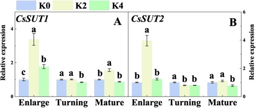 Effects of K fertilizer on the expression of sugar transporter in Newhall orange leaf. K0, K2, and K4 indicate that the citrus plants were cultivated with K fertilizer levels of 0, 0.5, and 0.9 kg K2O per plant under field culture. Data and error bars are mean ± standard error (n = 4), and different lowercase letters represent significant differences among K treatments at the same stage by Duncan’s test (P < 0.05).