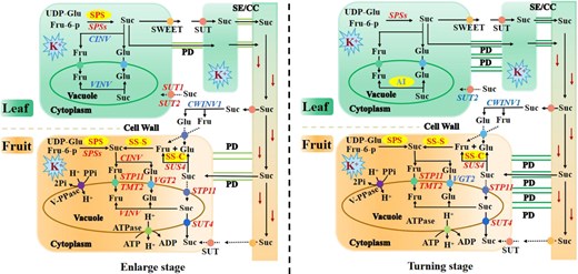 A comprehensive structure model of the effects of K on the expression of key genes and enzyme activities involved in Suc metabolism and transport in leaf and fruit in Newhall navel orange. Fru-6-p, fructose-6-phosphate; UDP-Glc, uridine diphosphate glucose; Fru, fructose; Glu, glucose; SPS, sucrose phosphate synthase; CWINV, cell wall invertase; CINV, cytoplasmic invertase; VINV, vacuolar invertase; SS-S, sucrose synthase synthesis direction; SS-C, sucrose synthase catalysis direction; SWEET, sugar will eventually be exported transporters; SUT, sucrose transporter; SE/CC, sieve element/ companion cell; VGT, tonoplast glucose transporter; STP, sugar transporter; TMT, tonoplast monosaccharide transporters; ATPase, adenosine triphosphatase; ATP, adenosine triphosphate; ADP, adenosine diphosphate; V-PPase, vacuolar H+-pyrophosphatase; Pi, phosphate; PPi, diphosphate. Red and blue fonts indicate upregulation and downregulation of enzyme activities or gene expression with increasing K application.