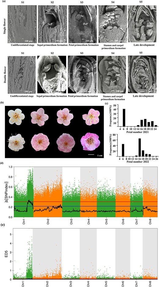 Morphology and gene locus of the double flower trait in Prunus mume. (a) SEM imaging of floral organ primordium at different developmental stages from single flower (upper panels) and double flower (lower columns). S1: undifferentiated stage; S2: sepal primordium formation; S3: petal primordium formation; S4: stamen primordium and carpel primordium formation; S5: late development. Sep, Se, PeP, Pe, StP, St, CaP, and Ca represent sepal primordium, sepal, petal primordium, petal, stamen primordium, stamen, carpel primordium, and carpel, respectively. (b) Flower morphology of different offsprings in the F1 segregation population. (c) Histogram of the frequency distribution of the number of petals in an F1 segregation population in 2021 and 2022. (d) Scatter diagram of the ΔSNP index. The black line indicates the fitted ΔSNP index value, and the blue and red lines represent thresholds of 99% and 95%, respectively. (e) Scatter diagram of ED^5. The black line indicates the fitted ED^5 value, and the red dotted line indicates the significance association threshold.