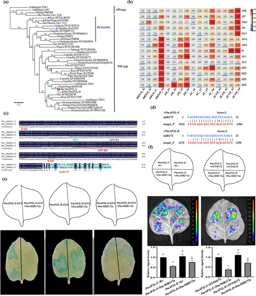 Phylogenetic and expression pattern of PmAP2L and the interaction of miR172 and PmAP2L. (a) Evolutionary relationships among euAP2 (AP2- and TOE-type) members in Prunus mume and other species. (b) Expression heatmap of PmAP2L and other ABCDE model genes at different stages in different flower type varieties of P. mume. (c) Multiple sequence alignment analysis of PmAP2L-D and PmAP2L-S. (d) Prediction of miR172 on PmAP2L-S/D in P. mume. (e) GUS histochemical staining. 35S::PmAP2L-S-GUS is a vector containing PmAP2L-S. 35S::PmAP2L-D-GUS is a vector containing PmAP2L-D. 35S::Pmu-pre-miR172a is a vector containing mature miR172a. The experiments were independently repeated three times. (f) Validation of the miR172a-PmAP2L interaction in vivo. Empty-SK refers to the empty vectors. 35S::LUC-PmAP2L-S is a vector containing the miR172 target site fragments of PmAP2L-S. 35S::LUC-PmAP2L-D is a vector containing the miR172 target site fragments of PmAP2L-D. SK-Pm-MIR172a is a vector containing mature miR172a. SK-STTM172 is a vector containing a short tandem target mimic miR172 fragment (STTM172). The experiments were independently repeated three times. The upper panels represent the mixed injection of vectors, the middle panels show representative leaf images, and the lower columns represent the statistical analyses of relative luminescence intensities. The relative luminescence intensities were calculated with the value of PmAP2L-S + EV combination (left bar chart) and PmAP2L-S + STTM172 combination (right bar chart) as 1, respectively. Data are represented as the mean ± SD of five biological replicates (n = 5). Different letters above the bars indicate a significant difference (P < 0.05, one-way ANOVA).