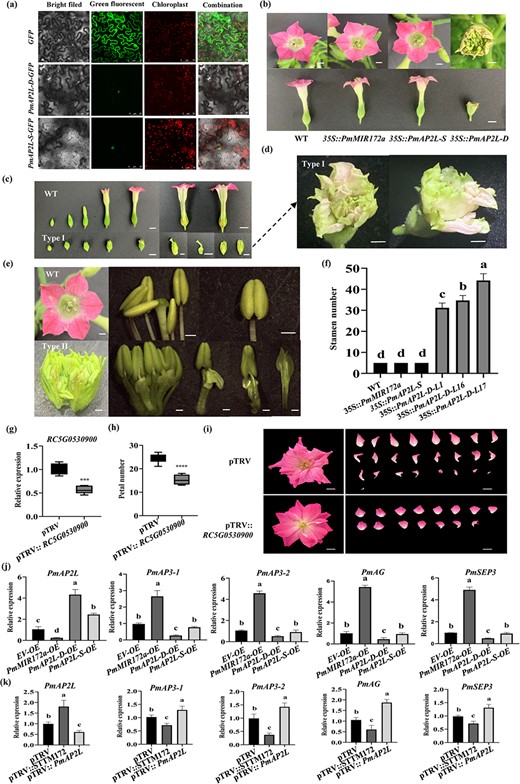 The function of PmAP2L-D in regulating stamens into petals. (a) Subcellular localization of PmAP2L-S/D in tobacco leaves. (b) Phenotypic observation of 35S::Pmu-pre-172a, 35S::PmAP2L-S, and 35S::PmAP2L-D transgenic tobacco plants. Scale bar = 1 cm. (c)35S::PmAP2L-D tobacco (type I) show the formation of two rounds of floral structures within the sepals, forming another corolla within the corolla. Scale bar = 1 cm. (d) Amplification of the type I phenotype. Scale bar = 1 cm. (e)35S::PmAP2L-D tobacco (type II) show the transformation of stamens to petals. Scale bar = 1 cm. (f) The number of stamens in transgenic tobacco with miR172a, PmAP2L-S, and PmAP2L-D genes. Data are represented as the mean ± SD of five biological replicates (n = 5). Different letters above the bars indicate a significant difference (P < 0.05, one-way ANOVA). (g) qRT-PCR of RC5G0530900 in TRV control and silenced plants. The mean ± SD from three biological replicates (n = 3) are shown. Asterisks indicate statistically significant differences (two-sided Student's t test; ***P < 0.001). (h) The number of petals in TRV and TRV-RC5G0530900. The mean ± SD from 12 biological replicates (n = 12) are shown. Asterisks indicate statistically significant differences (two-sided Student's t test; ****P < 0.0001). (i) Images of TRV and TRV- RC5G0530900 infected plants were taken 50 d after infiltration. (j) qRT-PCR of PmAP2L and floral development genes (PmAP3–1, PmAP3–2, PmAG, and PmSEP3) in flower buds after PmAP2L-D/S and PmMIR172a overexpression. EV, empty vector; OE, overexpression. The mean ± SD from three biological replicates (n = 3) are shown. Different letters above the bars indicate a significant difference (P < 0.05, one-way ANOVA). (k) qRT-PCR of PmAP2L and floral development genes (PmAP3–1, PmAP3–2, PmAG, and PmSEP3) in flower buds after VIGS treatment. The mean ± SD from three biological replicates (n = 3) are shown. Different letters above the bars indicate a significant difference (P < 0.05, one-way ANOVA).