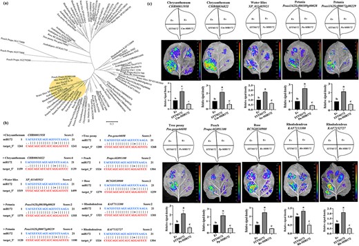 Analysis of miR172 regulation on AP2L in various ornamentals. (a) Phylogenetic tree analysis of AP2Ls in plants. (b) Prediction of miR172 on AP2L homologs in other ornamental plants. (c) Validation of the miR172-AP2L interaction in different ornamental plants. The upper panels represent the mixed injection of vectors, the middle panels show representative leaf images, and the lower columns represent the statistical analyses of relative luminescence intensities. The relative luminescence intensities were calculated with the value of EV combination as 1, respectively. Data are represented as the mean ± SD of five biological replicates (n = 5). Different letters above the bars indicate a significant difference (P < 0.05, one-way ANOVA).