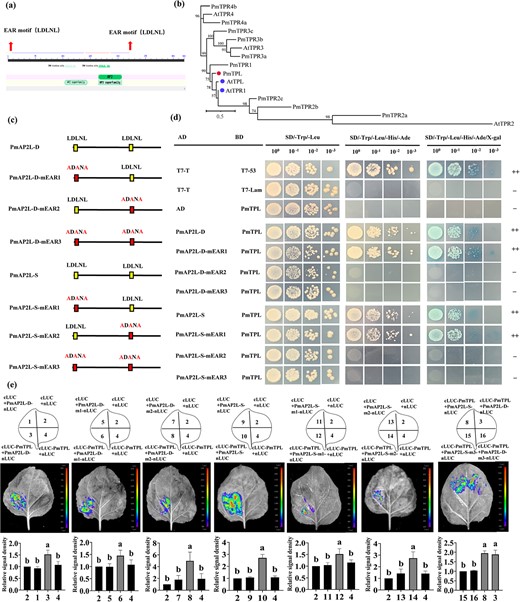 PmAP2L interacts with the PmTPL (a) Schematic representation of the PmAP2L protein structure. (b) Phylogenetic analysis of the TPL/TPR proteins. (c) Mutation of the EAR motif (mEAR) in the PmAP2L-D/S protein sequence. (d) Y2H assays showing that PmAP2L-D/S interacts with PmTPL through the EAR2 motif (e) LCI assays showing the interaction between PmTPL and PmAP2L through the EAR1 and EAR2 in tobacco leaves. The upper panels represent the mixed injection of vectors, the middle panels show representative leaf images, and the lower columns represent the statistical analyses of relative luminescence intensities. The relative luminescence intensities were calculated with the value of combinations 2, 2, 2, 2, 2, 2, 8 as 1, respectively. Data are represented as the mean ± SD of five biological replicates (n = 5). Different letters above the bars indicate a significant difference (P < 0.05, one-way ANOVA).