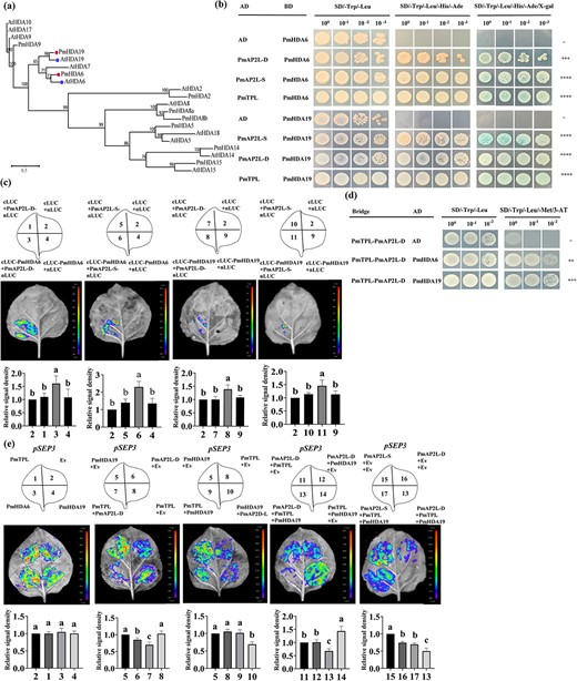 The 49-bp variation of PmAP2L affects PmAP2L-PmTPL-PmHDA19 binding ability to floral organ identity genes. (a) Phylogenetic analysis of PmHDA6/19 with HDAs from Arabidopsis thaliana. (b) PmAP2L interacts with the PmTPL and PmHDA6/19 by Y2H assay. (c) LCI assays showing the interaction between PmHDA6/19 and PmAP2L-D/S in tobacco leaves. The upper panels represent the mixed injection of vectors, the middle panels show representative leaf images, and the lower columns represent the statistical analyses of relative luminescence intensities. The relative luminescence intensities were calculated with the value of combination 2 as 1, respectively. Data are represented as the mean ± SD of five biological replicates (n = 5). Different letters above the bars indicate a significant difference (P < 0.05, one-way ANOVA). (d) Y3H was carried out to detect the interaction among PmAP2L, PmTPL, and PmHDA6/19. (e) Dual-luciferase assay showed that the activity of the PmSEP3 promoters fused with the LUC gene was significantly inhibited by PmAP2L-D-PmTPL-PmHDA19 complex compared with PmAP2L-S-PmTPL-PmHDA19 complex. The upper panels represent the mixed injection of vectors, the middle panels show representative leaf images, and the lower columns represent the statistical analyses of relative luminescence intensities. The relative luminescence intensities were calculated with the value of combinations 2, 5, 5, 11, 15 as 1, respectively. Data are represented as the mean ± SD of five biological replicates (n = 5). Data are represented as the mean ± SD of five biological replicates (n = 5). Different letters above the bars indicate a significant difference (P < 0.05, one-way ANOVA).
