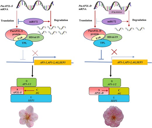 Proposed model for PmAP2L function in the formation of double flower in Prunus mume. In the absence of PmAP2L mutations, PmAP2L-S is more significantly regulated by miR172 than PmAP2L-D. The protein encoded by PmAP2L interacts with PmTPL and PmHDA19 to form a complex, which has a weaker inhibitory effect on flower development-related genes, resulting in a significant increase in genes expression and the single-flower phenotype in P. mume. When PmAP2L has the 49 bp variant, the regulation of PmAP2L-D by miR172 decreases. PmAP2L-D is highly expressed, and it forms an inhibitory complex with PmTPL and PmHDA19, which has a more significant inhibitory effect on flower development-related genes in the second and third floral organs, resulting in the appearance of double flower in P. mume.