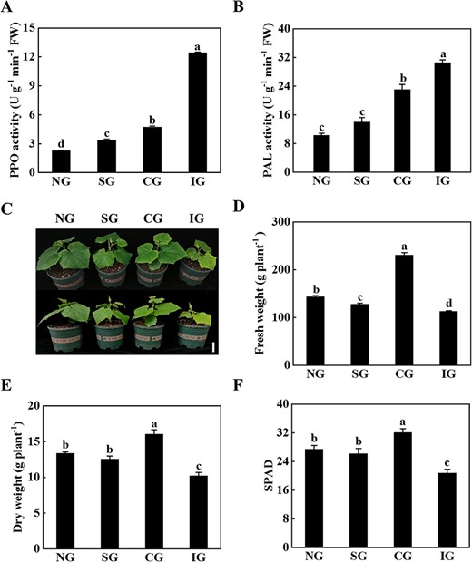 Symbiotic incompatibility inhibited the growth of cucumber/pumpkin grafted seedlings. A PPO activity. B PAL activity. C Plant phenotype 25 days after grafting. Scale bar: 10 cm. D Fresh weight. E Dry weight. F SPAD value. Phenotype, PPO activity, PAL activity, and SPAD value were measured 25 days after grafting, and biomass was measured at 70 days. Data represent mean ± standard deviation (n = 3). According to Tukey’s test, means with the same letter did not differ significantly at P < 0.05. FW, fresh weight; NG, non-grafted; SG, self-grafted; CG, compatible combination; IG, incompatible combination.