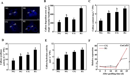 Symbiotic incompatibility induced callose deposition at the graft junction. A Twenty-five days after grafting, aniline blue staining was performed at the graft junction to observe the deposition of callose. Arrows indicate the phloem (ph) and the vascular bundles (vb). Scale bar: 100 μm. B Area of callose deposition of a single vascular bundle in A. C Callose content. D Callose synthase activity. E Callose hydrolase activity. F Expression of CmCalS1. Expression of the CmCalS1 gene was analyzed by qPCR in the rootstock of the grafted junction of different compatible combinations after grafting. Data represent the mean ± standard deviation (n = 3). According to Tukey’s test, means with the same letter did not differ significantly at P < 0.05. FW, fresh weight; NG, non-grafted; SG, self-grafted; CG, compatible combination; IG, incompatible combination.