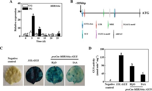 IAA negatively regulated Cm-miR164a expression. A Expression of Cm-miR164a in the compatible combination (CG) and incompatible combination (IG). B Analysis of cis-acting elements of the Cm-MIR164a promoter. C, D Transient GUS expression in tobacco leaves showed that IAA inhibited the expression of Cm-miR164a. Agrobacterium tumefaciens containing the indicated plasmid was injected into tobacco leaves, and the leaves were treated with 100 μM IAA 1 day after injection. GUS staining and activity were determined 2 days after injection. Data represent the mean ± standard deviation (n = 3). According to Tukey’s test, means with the same letter did not differ significantly at P < 0.05.