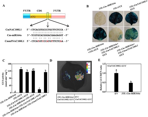 Pumpkin CmNAC100L1 was the target gene of Cm-miR164a. A 5′-RLM-RACE verified the presence of a cleavage site in CmNAC100L1, and the cleavage site is indicated by a black arrow. B, C GUS staining experiments verified Cm-miR164a cleavage of CmNAC100L1. Agrobacterium tumefaciens containing the indicated plasmid was injected into tobacco leaves, and GUS staining and activity were measured 2 days after injection. D, E Dual luciferase assays verified the interaction between CmNAC100L1 and Cm-miR164a. Agrobacterium tumefaciens containing the above plasmids was injected into tobacco leaves, which were analyzed 2 days after injection. Data represent the mean ± standard deviation (n = 3). According to Tukey’s test, means with the same letter did not differ significantly at P < 0.05. EV, empty vector.