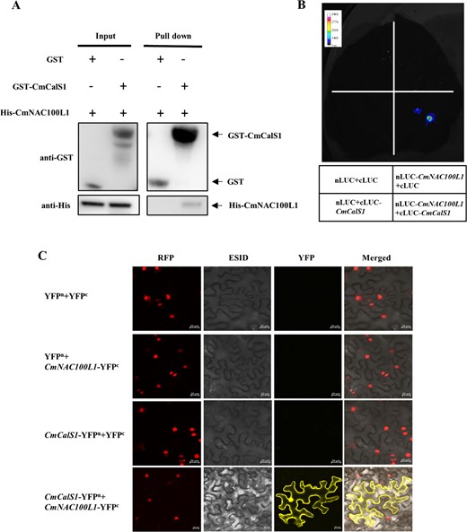 CmNAC100L1 interacted with CmCalS1. A Pull-down assay verification of CmNAC100L1 interaction with CmCalS1. B Firefly luciferase complementation assay verification of CmNAC100L1 interaction with CmCalS1. C BiFC assay verification of CmNAC100L1 interaction with CmCalS1. Scale bar: 20 μm.