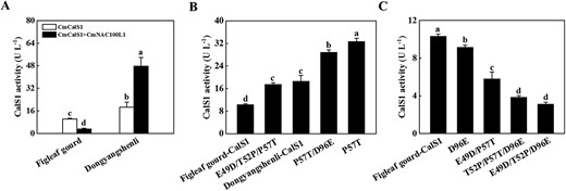 Effects of CmNAC100L1 and point mutation of CmCalS1 on its enzyme activity. A Comparison of effects of figleaf gourd and ‘Dongyangshenli’ CmNAC100L1 on CmCalS1 enzyme activity in vitro. CmNAC100L1 was loaded at 3.5 ng and CmCalS1 at 85 ng. B Point mutation increased CmCalS1 activity. C Point mutation decreased CmCalS1 activity.