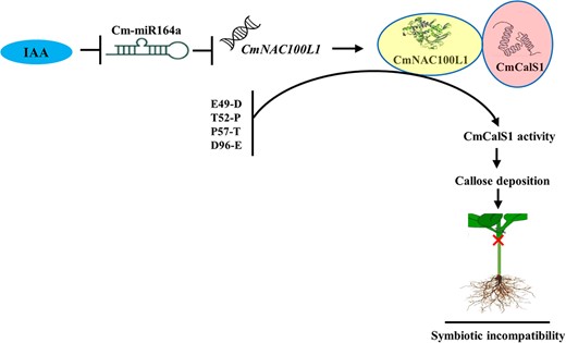 A proposed model for the IAA-regulated molecular pathway of symbiotic incompatibility of cucumber/pumpkin grafted seedlings. IAA achieved positive regulation of CmNAC100L1 by negatively regulating the expression of Cm-miR164a. Due to the difference in CmCalS1 bases in the compatible combination and incompatible combination (IG), CmNAC100L1 interacted with CmCalS1 in the IG to increase its activity, which promoted the accumulation of callose deposition at the graft union, resulting in a symbiotic incompatibility reaction.
