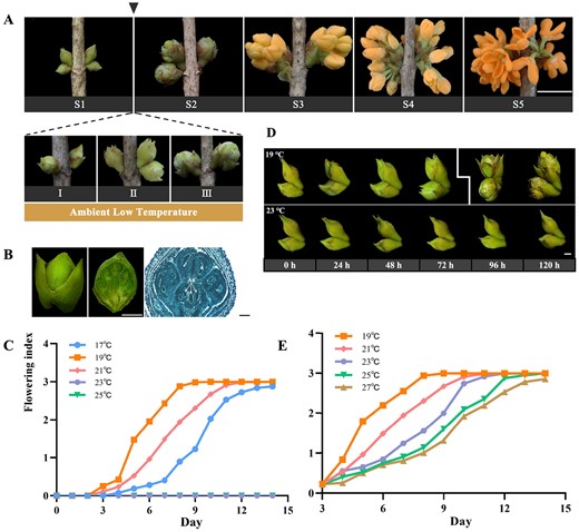 Phenotypes of temperature-dependent flower opening in O. fragrans.A Five stages of flower opening in sweet osmanthus: S1, the outer bud scales have unfurled, and the inner bud scales are still furled; S2, the bud has become globular-shaped and the inside bracts covering the inflorescence are visible; S3, the inflorescence has burst through the bracts and the florets are closely crowded; S4, initial flowering stage; S5, full flowering stage. Scale bar = 1 cm. B Phenotype (left), dissection (middle), and oblique structural section (right) of mature floral buds at stage 1. Scale bar = 1 mm (left and middle), 1 μm (right). An, anther. C Rate analysis of the flower opening process under 17, 19, 21, 23, or 25°C treatments after floral bud development reached maturity in O. fragrans. D Phenotypes of floral buds treated at 19°C (top) and 23°C (bottom) for 24, 48, 72, 96, or 120 h. Scale bar = 1 mm. E Rate analysis of the flower opening process under 19, 21, 23, 25, or 27°C conditions post 72-hour 19°C treatment, showing outer bud bract splitting.