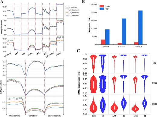 DNA methylation dynamics in floral buds of O. fragrans responding to ambient low temperature. A DNA methylation profiles of CG, CHG, and CHH among gene features including promoter, 5′ UTRs, exon, intron, 3′ UTRs, CGI, 2 kb upstream and downstream of CGI (CGI_shore), and repeat region (up), among gene bodies and their 2 kb upstream and downstream regions (bottom) in floral buds treated at 19°C for 24 (L24), 48 (L48), or 72 (L72) h relative to floral buds treated at 23°C (H) used as controls in O. fragrans. B Numbers of hyper- and hypo-DMRs in floral buds of L24, L48, and L72 relative to H. C Violin boxplots showing methylation levels of DMRs in the CG, CHG, and CHH contexts of different comparisons.