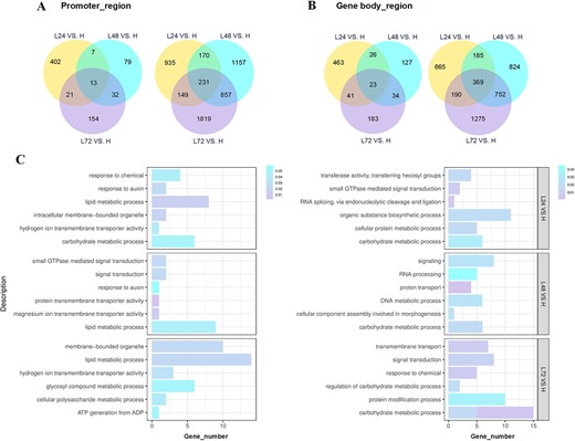 Analysis of DNA hypomethylation within 72 h at 19°C with temperature-dependent flower opening in O. fragrans. A Venn diagrams indicating the number of DMRs in promoter regions (DMR promoter genes) in floral buds for three different comparisons. B Venn diagrams indicating the number of DMRs in gene body regions (DMR genes) in floral buds for three different comparisons. C GO-based enrichment analysis of hypo-DMRs related to DEGs in the promoter region (left) and in the gene body region (right).