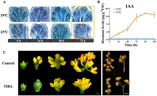 Auxin's effect on O. fragrans flower opening initiation. A Longitudinal structural sections of floral buds treated at 19°C (top) and 23°C (bottom) for 24, 48 and 72 h. Scale = 1 μm. B Endogenous IAA levels in floral buds treated at 19 and 23°C for 24, 48, 72, 96, and 120 h. C Floral buds' phenotype with (top)/without (bottom) auxin inhibitor (2,3,5-Triiodobenzoic acid, TIBA) after 2, 8 10, and 11 days. Scales = 1 mm (left), 1 cm (right).