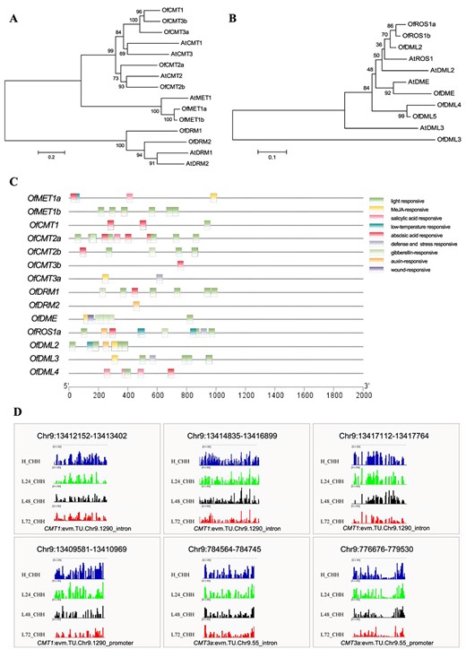 Sequence analysis of DNA methyltransferase and DNA demethylase genes in O. fragrans. A, B Phylogenetic analysis of DNA methyltransferase (A) and DNA demethylase (B) in O. fragrans. CCis-acting elements in promoters of DNA methyltransferase genes and DNA demethylase genes. D IGV snapshots of DNA methylases containing hypomethylated DMRs in Osmanthus buds with diverse durations of 19°C treatment.