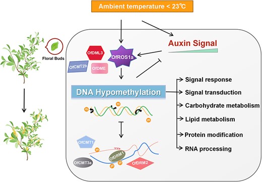 Active DNA hypomethylation regulation of ambient low temperature responsive phase of flower opening in Osmanthus fragrans via DNA demethylases and DNA methylases.