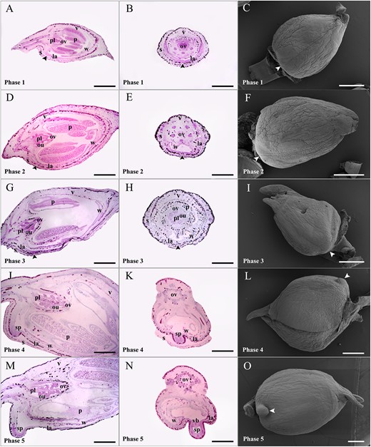Early spur development of Impatiens uliginosa. Paraffin sectioning (longitudinal and transverse sections) was performed on the buds of five consecutive phases to observe the internal structure of spurs, and SEM was used to observe their external morphology. (A–C) Longitudinal section (A), transverse section (B), and SEM (C) of flower buds in phase 1; spurs and ovules have not developed. (D–F) Longitudinal section (D), transverse section (E), and SEM (F) of flower buds in phase 2; ovules can be observed, and spurs are still undeveloped. (G–I) Longitudinal section (G), transverse section (H), and SEM (I) of flower buds in phase 3; spurs are ready to develop, with deep staining (G) and eminence (I) at the growth point. (J–L) Longitudinal section (J), transverse section (K), and SEM (L) of flower buds in phase 4; the primordial spurs extend from the labellum. (M–O) Longitudinal section (M), transverse section (N), and SEM (O) of flower buds in phase 5; spurs extend to about 0.4 mm, forming a distinct intracavity and vascular bundles and growing toward the tip of the bud. Arrows indicate spurs or their growth points. la, labellum; ou, ovule; ov, ovary; p, pollen; pl, placenta; s, sepal; sp, spur; v, vexillum; vb, vascular bundle; w, wing. Bars = 500 μm.