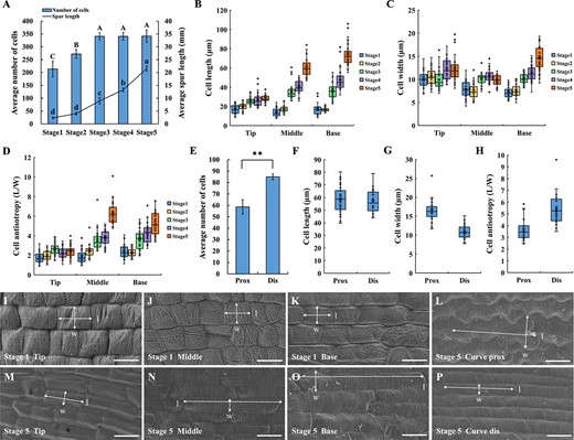 The variation in cell number and cell morphology during spur development. (A) Spur length and cell number at five developmental stages, counting cells from the base to the tip of the proximal outer epidermis. (B–D) Cell length (B), width (C), and anisotropy (D) at five developmental stages, measured at the tip, middle, and base of the spur. (E–H) Cell number (E), length (F), width (G), and anisotropy (H) on the proximal (prox) and distal (dis) sides of the spur curve in stage 5, with epidermal cells counted and measured within a 5.2 mm range of the curved part. (I–K) Cell morphology at the tip (I), middle (J), and base (K) of the spur in stage 1. (L) Morphology of cells on the proximal (prox) side of the spur curve in stage 5. (M–O) Cell morphology at the tip (M), middle (N), and base (O) of the spur in stage 5. (P) Morphology of cells on the distal (dis) side of the spur curve in stage 5. Error bars represent ± SD in (A) and (E) (n = 3). Different letters in (A) indicate statistically significant differences (Tukey’s test: α = 0.05). Asterisks in (E) indicate a significant difference relative to the proximal side (t test: **P < 0.01). Data for (B–D) and (F–H) are from three biological replicates, with 10 replicates taken for each biological replicate. Horizontal and vertical lines in (I–P) indicate cell length (l) and width (w), respectively. Bars = 10 μm in (I–K). Bars = 20 μm in (L–P).