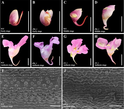 IuABP and IuEXT silencing led to phenotypic changes in spurs. (A) WT flower in the early stage; the curve was not yet formed. (B) abp_s flower in the early stage with 2–3 twisted curves. (C) WT flower in the middle stage, which only had one curve. (D) abp_s flower in the middle stage. (E) WT flower during anthesis. (F) abp_s flower during anthesis. (G–H) Strongly ext_s flowers during anthesis, with shortened spur and loss of curve, some individuals exhibited a distortion of the entire flower (H). (I) Mature WT spurs had distinct papillae on the inner epidermis. (J) The inner epidermis of mature ext_s spurs; most cells had no papillae. Bars = 10 mm in (A–H). Bars =100 μm in (I–J).