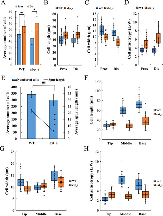 Cell number, length, width, and anisotropy of silenced spurs. (A–D) Number (A), length (B), width (C), and anisotropy (D) of the proximal (prox) and distal (dis) cells of abp_s spurs’ curve compared with those of WT. Epidermal cells within 1.3 mm range of the curved part were counted and measured. (E–H) Cell number (E), length (F), width (G), and anisotropy (H) of ext_s spurs compared with those of WT. Cells were counted along a single line from the base to the tip of the proximal outer epidermis, and the tip, middle, and base of the spur were measured. Error bars in (A) and (E) represent ± SD (n = 3). Asterisks in (A) and (E) indicate a significant difference (t test: *P < 0.05; ns, not significant). The data for (B–D) and (F–H) came from three biological replicates, with 10 replicates taken for each biological replicate.