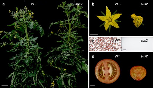 The sus2 mutant phenotype. (a) sus2 mutant plants show no differences in vegetative growth when compared with WT ones. (b) sus2 flowers look smaller, and their stamens exhibit aberrant morphology. (c) Pollen viability assays performed with tetrazolium chloride proved that WT plants produce a large number of viable stained pollen, whereas in sus2 mutant flowers no pollen grains were observed. (d) Mutant fruits are smaller and parthenocarpic (seedless). Scale bar in (a) represents 10 cm, 1 cm in (b) and (d), and 50 μm in (c)