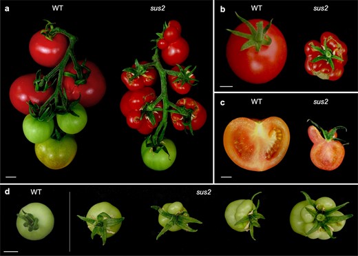 sus2 mutant fruits develop succulent stamens. (a) All sus2 mutant plants develop a different number of succulent stamens that fuse to carpels during fruit growth and ripening, and in the same fruit truss mutant and normal fruits can be observed. (b) An upper view of a WT and a mutant fruit where all stamens appear attached as succulent organs. (c) A longitudinal cut of a mutant fruit shows the resemblance between succulent stamens and carpel morphology. (d) Succulent stamens appear in a variable number in mutant fruits, ranging from zero to all stamens transformed into succulent structures. Scale bars represent 1 cm