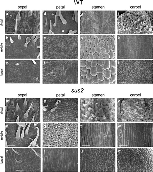 SEM analysis of distal, middle, and basal sections of anthesis flowers from WT and sus2 mutant plants. Epidermal cell morphology in WT sepals (a–c), petals (d–f), stamens (g–i), and carpels (j–l). Epidermal cell morphology in sus2 mutant sepals (m–o), petals (p–r), stamens (s–u), and carpels (v–x). All scale bars represent 50 μm