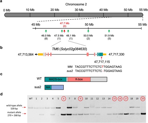 Cloning and molecular characterization of SUS2. (a) Mapping of an F2 segregating population using codominant markers identified a candidate region to harbor the sus2 mutation on chromosome 2. Numbers in parenthesis indicate the number of recombinant chromosomes identified between the gene and each genetic marker analyzed. Note that no recombinants were found for the 47.7 Mb marker position. (b) Fine mapping of this interval was carried out by a mapping-by-sequencing approach, and variant analysis identified a single-base deletion in the first exon of the Solyc02g084630 gene, previously named as TM6. Exons and introns are depicted as boxes and lines, respectively. Yellow boxes represent the 5′ and 3′ untranslated regions, while green, pink, and grey boxes represent exons coding for MADS-box, K-box and non-motif regions of the SUS2 protein respectively. (c) As a result of the sus2 mutation the TM6 mutant protein lacks all functional domains, including most of the MADS-box domain. (d) Co-segregation test performed in 20 plants of the M2 segregating population for the sus2 mutation. Plants displaying a mutant phenotype (circled) were found to be homozygous for the mutation identified in the TM6 (Solyc02g084630) gene. This mutation introduces a restriction site for the BpmI endonuclease, which digests the PCR amplicon from the mutant allele into 270 and 268 bp fragments. Plants showing WT phenotype were found to be heterozygous or homozygous for the WT allele, which is not digested by the BpmI endonuclease
