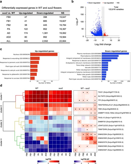 Transcriptomic changes in sus2 mutant flowers. (a) A total of 2895 DEGs were detected across all analyzed flower developmental stages. (b) Most of these DEGs were found downregulated in sus2 mutant flowers. (c) Significantly enriched GO terms analysis of down- and upregulated DEGs. (d) Hierarchical clustering of MADS-box genes differentially expressed among WT and sus2 mutant flowers. The heatmap displays the expression values normalized as the binary logarithm of TPM (WT and sus2 columns), along with the difference between them (WT—sus2 column) for 15 MADS-box genes in WT and sus2 across the six flower stages analyzed. The asterisk indicates differential expression with a false discovery rate-adjusted P < 0.01, as determined by the Wald test in the DEseq2 package. FB0, flower bud 0; FB1, flower bud 1; FB2, flower bud 2; PA, flowers at pre-anthesis stage; AD, flowers at anthesis day stage; and AD2, flowers 2 days past anthesis
