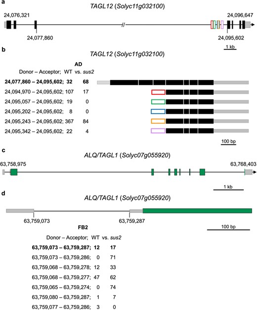 mRNA processing alterations caused by the sus2 mutation in TAGL12 and ALQ/TAGL1 genes. (a) Genomic organization of the TAGL12 gene. The 5′ and 3′ UTR regions have been depicted as gray boxes, and the coding exons of the gene model have been painted as black boxes. Lines between boxes represent introns, and in the case of the third intron this has been artificially reduced to fit in. Numbers (bp) in the gene model indicate the start and end of transcription, while the numbers below the gene model mark the position of the third exon where the alternative processing occurs. Exons derived from each AS event have been represented as boxes of different colors. (b) All transcripts detected in the transcriptomic analysis are represented with the position of the donor and acceptor sites used. The number of reads supporting each AS site in WT and sus2 flowers at the AD stage is presented below. (c) Genomic organization of the ALQ/TAGL1 gene. The 5′ and 3′ UTR regions are indicated as gray boxes, the coding exons are painted as black boxes, and the lines between boxes represent introns. (d) Alternative processing of the first intron of the ALQ/TAGL1 gene. The amount of each of the transcripts detected in the WT and sus2 flowers at FB2 stage is shown
