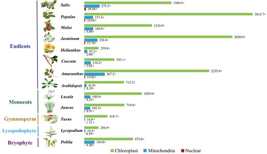Average contig depths in chloroplast, mitochondrial, and nuclear genomes. The chloroplast, mitochondrial, and nuclear contig depths are shown in green, blue, and red, respectively.