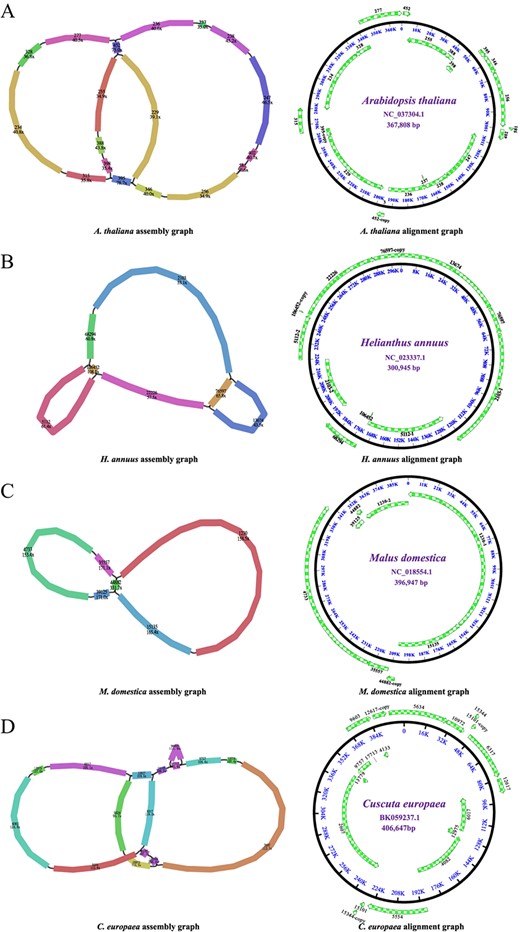 Assembly and alignment graphs of four eudicot mitogenomes. AArabidopsis thaliana. BHelianthus annuus. CMalus domestica. DCuscuta europaea. Green arrows outside the circle represent contigs resulting from the assembly. Each colored contig is labeled with its name and sequencing depth.