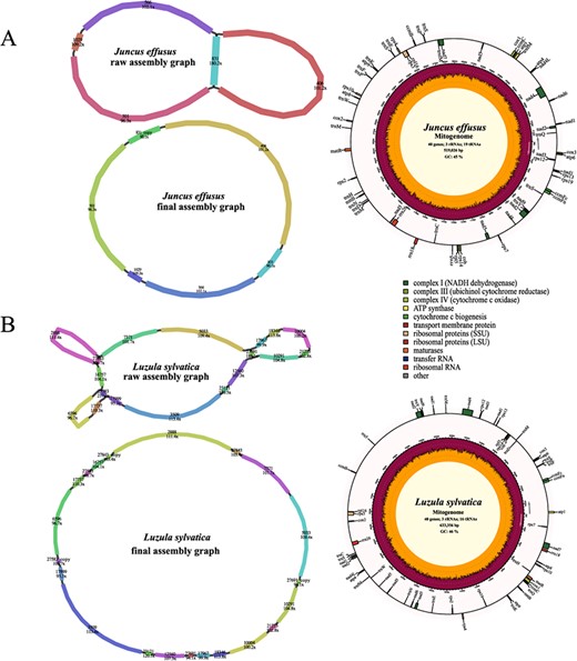 Assembly graphs and genome maps of two monocot mitogenomes. AJuncus effusus. BLuzula sylvatica.